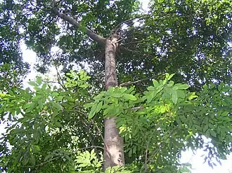 Цинометра малаккская