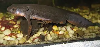 Самец (север острова Хонсю, Япония)