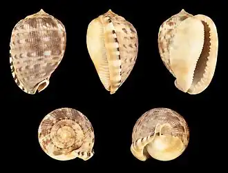 Раковина Cypraecassis testiculus