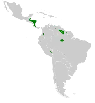 Белогорлый американский стриж25 марта 2020