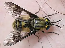 Пестряк обыкновенный (Chrysops relictus)