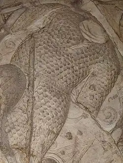 Чешуйчатая броня даков