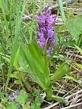 Ятрышник широколистный  (Orchis latifolia)