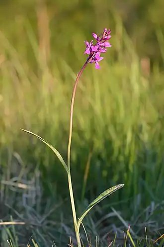 Пальчатокоренник Руссова