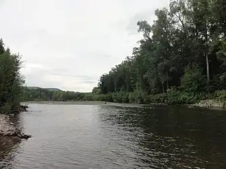 Чозениевый лес на берегу Дагды.