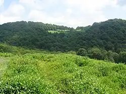 Чайная плантация в горах