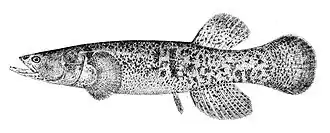 Даллия (Dallia pectoralis)