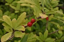 Ягоды Daphne mezereum