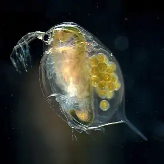 Самка Daphnia magna