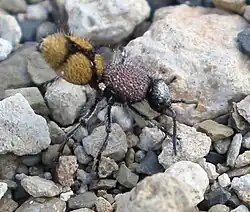 Dasylabris namaquana