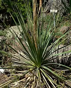 Dasylirion durangense