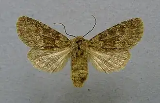 Совка зонтичная