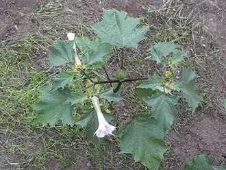 Datura stramonium