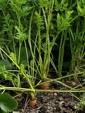 Морковь посевная