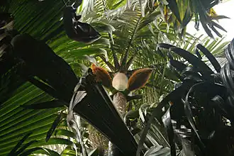 Декения благородная в Валле-де-Мэ