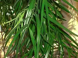 Афрокарпус Манна, листья