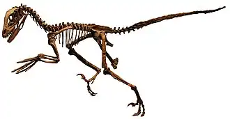 Скелет дейнониха