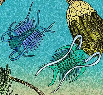 Типовой вид Deiphon forbesi (слева) и Deiphon barrandei (справа)