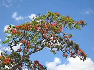 Делоникс королевский