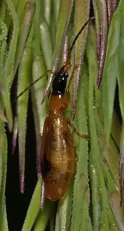 Самка Demetrias monostigma