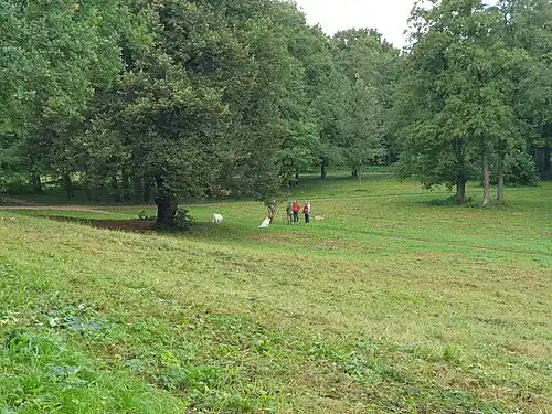 Несмотря на запрет, многие посетители парка свободно выгуливают собак в нём и не убирают за ними (сентябрь 2024 г.).