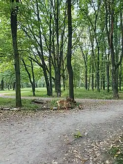 Две собаки испражняются на элемент циркуляции воды в парке, являющийся объектом культурного наследия России. Многие посетители не только не соблюдают запрет на выгул собак в парке, но и свободно выгуливают собак бойцовских пород, при этом не одевают на них намордник и не держат их на поводке (сентябрь 2024 г.).