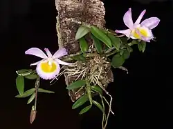 Dendrobium loddigesii