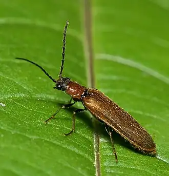 Denticollis linearis