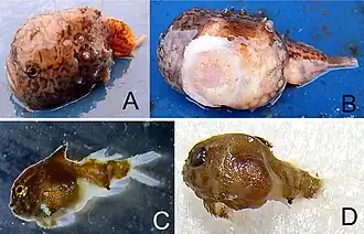 Вверху взрослая особь, вид сверху и снизу, внизу молодая особь до и после консервации