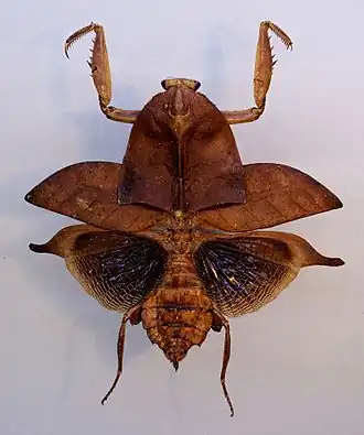 Deroplatys truncata