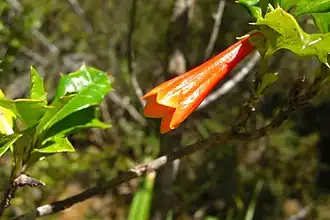Desfontainia spinosa