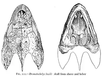 Череп Desmatochelys lowii