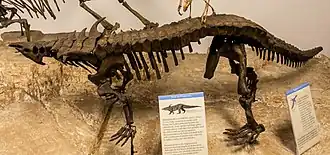 Смонтированный скелет десматозуха (Петрифайд-Форест)