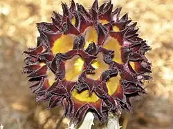 Desmidorchis speciosa