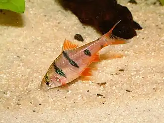 Пятиполосый барбус (Puntius pentazona)