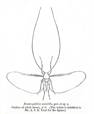 Deuterophlebia mirabilis