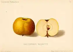 Сорт «Gaesdonker Reinette»