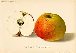 Сорт «Harbert's Reinette»