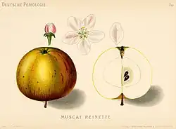 Сорт «Muscat Reinette»
