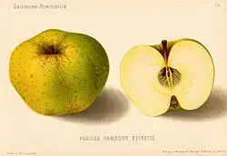 Сорт «Pariser Rambour-Reinette»