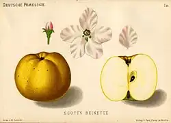 Сорт «Scott's Reinette»