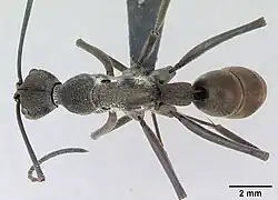 Рабочий сверху