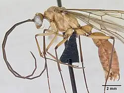 Самец сбоку