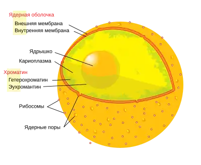 Клеточное ядро