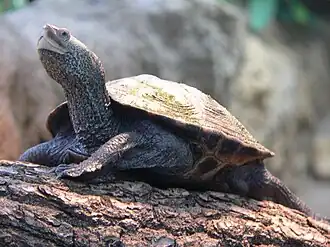 Бугорчатая черепаха