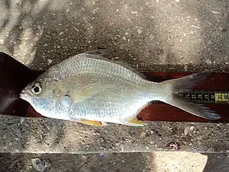 Белая кабуча (Gerres equulus)