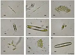 Несколько видов пресноводных диатомовых водорослей