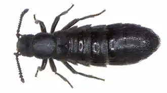 Diaulota aokii