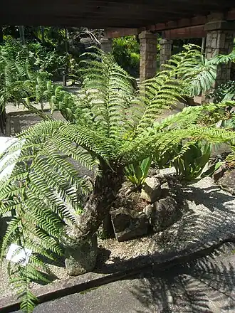 Dicksonia sellowiana