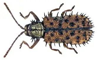 Dicladispa occator